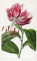 The Crimson Lily of Japan - Sydenham Edwards — artwork view