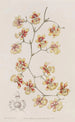 L'oncidium cushion - Sydenham Edwards — artwork view