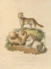 De hond van New South Wales en de Pomeranian - Sydenham Edwards — weergave van het kunstwerk