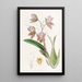 L'oncidium of the Duke of Bedford - Sydenham Edwards — framed artwork on a wall