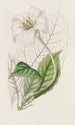 The Gardénia of the Duke of Devonshire - Sydenham Edwards — artwork view