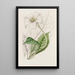 The Gardénia of the Duke of Devonshire - Sydenham Edwards — framed artwork on a wall