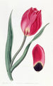La tulipe œil de soleil précoce - Sydenham Edwards — artwork view