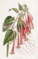 La fuchsia éclatante - Sydenham Edwards — artwork view