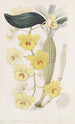 The dendrobe with golden arch - Sydenham Edwards — artwork view
