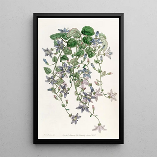 Sydenham Edwards - The Harebell of St Angelo.webp