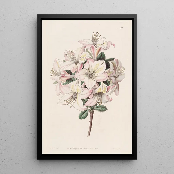 Sydenham Edwards - The Highclere Azalea.webp