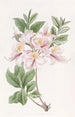 L'Azalée Blush Highclere - Sydenham Edwards — artwork view