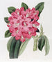 Le Rhododendron de Highclere - Sydenham Edwards — weergave van het kunstwerk