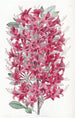 L'Azalée Écarlate Highclere - Sydenham Edwards — artwork view