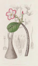 Le Buisson Honghel - Sydenham Edwards — artwork view