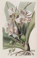 La Plante Papillon Indienne - Sydenham Edwards — artwork view