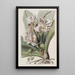 La Plante Papillon Indienne - Sydenham Edwards — framed artwork on a wall
