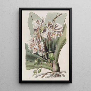 Sydenham Edwards - The Indian Butterflyplant.webp