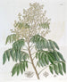 L'Arbre Longane - Sydenham Edwards — weergave van het kunstwerk