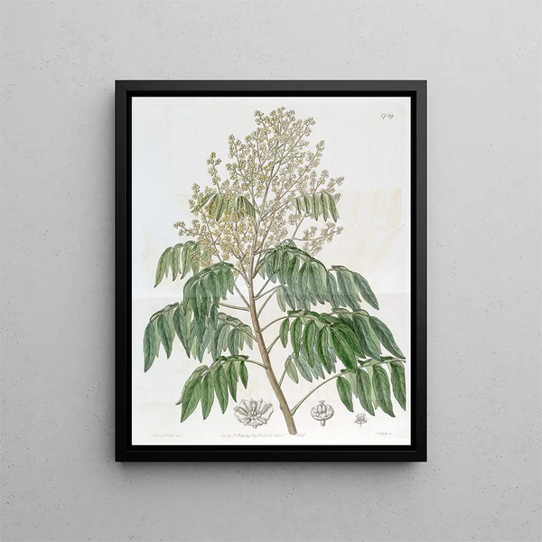 Sydenham Edwards - The Longan tree.webp
