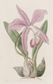 La Laelia Mayflower - Sydenham Edwards — weergave van het kunstwerk