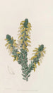 L'Acacia de Deuil - Sydenham Edwards — artwork view