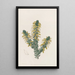 L'Acacia de Deuil - Sydenham Edwards — framed artwork on a wall