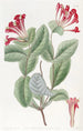 The North-Western Honeysuckle - Sydenham Edwards — artwork view