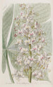 The Ohio Buckeye Tree - Sydenham Edwards — artwork view
