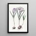Le Crocus Vernal Peint - Sydenham Edwards — ingelijst kunstwerk aan de muur