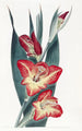 Le Gladiole Perroquet - Sydenham Edwards — weergave van het kunstwerk