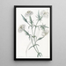 L'Œillet du Liban - Sydenham Edwards — framed artwork on a wall