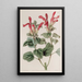 La Sauge Regla - Sydenham Edwards — framed artwork on a wall