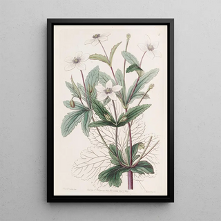 Sydenham Edwards - The Rill Anemone.webp