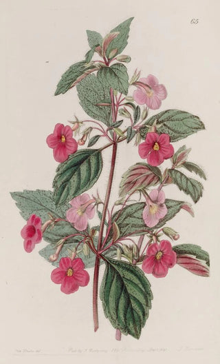 Sydenham Edwards - The Rosecoloured Achimenes.webp
