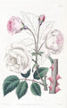 La Rose Ruga - Sydenham Edwards — weergave van het kunstwerk