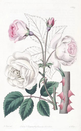 Sydenham Edwards - The Ruga Rose.webp