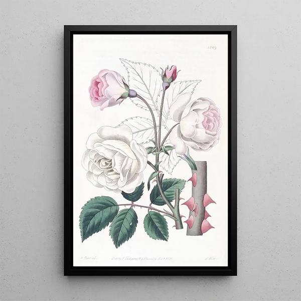 Sydenham Edwards - The Ruga Rose.webp