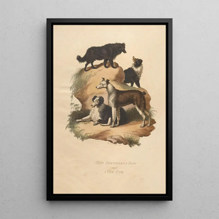 Sydenham Edwards - The Shepherds Dog and The Cur.webp