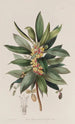 L'Oxalis Arbustif - Sydenham Edwards — weergave van het kunstwerk