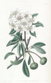 The Snow Pear Tree - Sydenham Edwards — artwork view