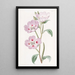L'Œnothère Blush Tachetée - Sydenham Edwards — framed artwork on a wall
