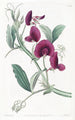Le Pois de Tanger - Sydenham Edwards — weergave van het kunstwerk