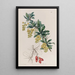 L'Épine-Vinette des Tanneurs - Sydenham Edwards — framed artwork on a wall