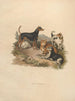 Le Terrier - Sydenham Edwards — weergave van het kunstwerk