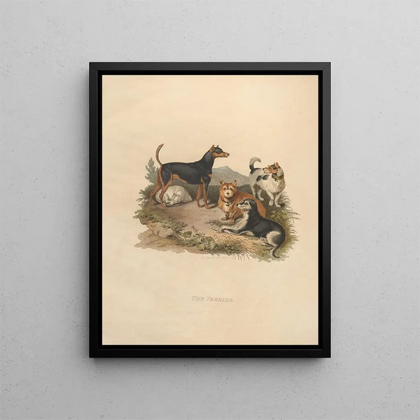 Sydenham Edwards - The Terrier.webp