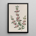 La Boronia à Trois Feuilles - Sydenham Edwards — framed artwork on a wall