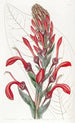 The Toxic Plant Tupa - Sydenham Edwards — artwork view