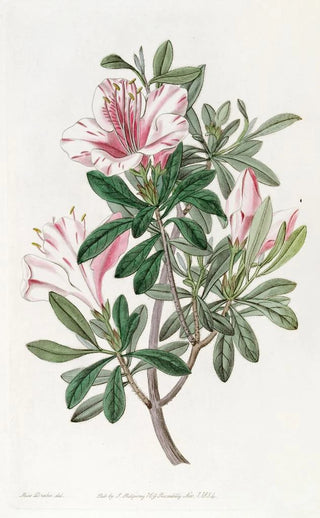 Sydenham Edwards - The Variegated Chinese Azalea.webp