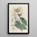 La pivoine jaune - Sydenham Edwards — framed artwork on a wall