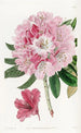 Le rhododendron charmant - Sydenham Edwards — weergave van het kunstwerk