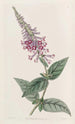 Le buddleia chinois pourpre - Sydenham Edwards — artwork view