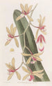 The thick-leaved cymbidium - Sydenham Edwards — artwork view
