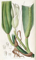 the thick-veined philodendron - Sydenham Edwards — artwork view